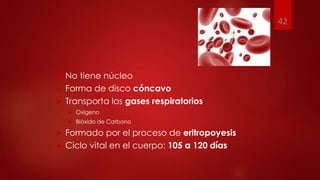  No tiene núcleo
 Forma de disco cóncavo
 Transporta los gases respiratorios
 Oxígeno
 Bióxido de Carbono
 Formado por el proceso de eritropoyesis
 Ciclo vital en el cuerpo: 105 a 120 días
42
 