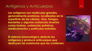 Antígenos y Anticuerpos
 Los antígenos son moléculas grandes,
generalmente proteínas, localizadas en la
superficie de las células, virus, hongos,
bacterias y algunas sustancias muertas
como toxinas, sustancias químicas,
medicamentos y partículas extrañas.
 El sistema inmunológico detecta los
antígenos y produce anticuerpos que
destruyen las sustancias que los contienen.
43
 