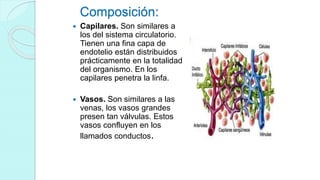 Composición:
 Capilares. Son similares a
los del sistema circulatorio.
Tienen una fina capa de
endotelio están distribuidos
prácticamente en la totalidad
del organismo. En los
capilares penetra la linfa.
 Vasos. Son similares a las
venas, los vasos grandes
presen tan válvulas. Estos
vasos confluyen en los
llamados conductos.
 