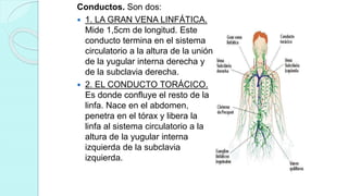 Conductos. Son dos:
 1. LA GRAN VENA LINFÁTICA.
Mide 1,5cm de longitud. Este
conducto termina en el sistema
circulatorio a la altura de la unión
de la yugular interna derecha y
de la subclavia derecha.
 2. EL CONDUCTO TORÁCICO.
Es donde confluye el resto de la
linfa. Nace en el abdomen,
penetra en el tórax y libera la
linfa al sistema circulatorio a la
altura de la yugular interna
izquierda de la subclavia
izquierda.
 