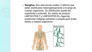  Ganglios. Son estructuras ovales (1-25mm) que
están distribuidos heterogéneamente a lo largo de
nuestro organismo. Su distribución puede ser
superficial o profunda. Su misión es producir
LINFOCITOS T y LINFOCITOS B y fagocitar
sustancias malignas extrañas o propias para evitar
daños a nuestro organismo
 