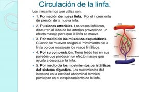Circulación de la linfa.
Los mecanismos que utiliza son:
 1. Formación de nueva linfa. Por el incremento
de presión de la nueva linfa.
 2. Pulsiones arteriales. Los vasos linfáticos,
discurren al lado de las arterias provocando un
efecto masaje para que la linfa se mueva.
 3. Por medio de los músculos esqueléticos.
Cuando se mueven obligan al movimiento de la
linfa porque masajean los vasos linfáticos.
 4. Por su composición. Tiene tejido liso en sus
paredes que producen un efecto masaje que
ayuda a desplazar la linfa.
 5. Por medio de los movimientos peristálticos
del sistema digestivo. Los movimientos del
intestino en la cavidad abdominal también
participan en el desplazamiento de la linfa.
 