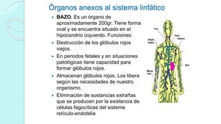 Órganos anexos al sistema linfático
 BAZO. Es un órgano de
aproximadamente 200gr. Tiene forma
oval y se encuentra situado en el
hipocondrio izquierdo. Funciones:
 Destrucción de los glóbulos rojos
viejos.
 En periodos fetales y en situaciones
patológicas tiene capacidad para
formar glóbulos rojos.
 Almacenan glóbulos rojos. Los libera
según las necesidades de nuestro
organismo.
 Eliminación de sustancias extrañas
que se producen por la existencia de
células fagocíticas del sistema
retículo-endotelia
 
