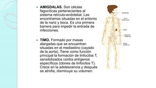  AMIGDALAS. Son células
fagocíticas pertenecientes al
sistema retículo-endotelial. Las
encontramos situadas en el entorno
de la nariz y boca. Es una primera
barrera para impedir la entrada de
infecciones.
 TIMO. Formado por masas
alargadas que se encuentran
situadas en el mediastino (cayado
de la aorta). Tiene como función
principal la formación de linfocitos T,
sensibilizados contra antígenos
específicos (clones de linfocitos T).
Crece en la adolescencia y después
se atrofia, disminuye su volumen.
 