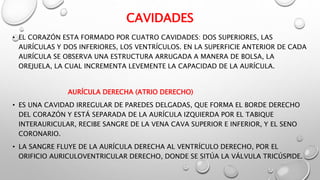 CAVIDADES
• EL CORAZÓN ESTA FORMADO POR CUATRO CAVIDADES: DOS SUPERIORES, LAS
AURÍCULAS Y DOS INFERIORES, LOS VENTRÍCULOS. EN LA SUPERFICIE ANTERIOR DE CADA
AURÍCULA SE OBSERVA UNA ESTRUCTURA ARRUGADA A MANERA DE BOLSA, LA
OREJUELA, LA CUAL INCREMENTA LEVEMENTE LA CAPACIDAD DE LA AURÍCULA.
AURÍCULA DERECHA (ATRIO DERECHO)
• ES UNA CAVIDAD IRREGULAR DE PAREDES DELGADAS, QUE FORMA EL BORDE DERECHO
DEL CORAZÓN Y ESTÁ SEPARADA DE LA AURÍCULA IZQUIERDA POR EL TABIQUE
INTERAURICULAR, RECIBE SANGRE DE LA VENA CAVA SUPERIOR E INFERIOR, Y EL SENO
CORONARIO.
• LA SANGRE FLUYE DE LA AURÍCULA DERECHA AL VENTRÍCULO DERECHO, POR EL
ORIFICIO AURICULOVENTRICULAR DERECHO, DONDE SE SITÚA LA VÁLVULA TRICÚSPIDE.
 