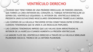 VENTRÍCULO DERECHO
• CAVIDAD QUE TIENE FORMA DE UNA PIRÁMIDE IRREGULAR, DE PAREDES GRUESAS,
QUE FORMA LA CARA ANTERIOR DEL CORAZÓN. EL TABIQUE INTERVENTRICULAR LO
SEPARA DEL VENTRÍCULO IZQUIERDO. EL INTERIOR DEL VENTRÍCULO DERECHO
PRESENTA UNAS ELEVACIONES MUSCULARES DENOMINADAS TRABÉCULAS CAROSA.
• LAS CÚSPIDES DE LA VÁLVULA TRICÚSPIDE ESTÁN CONECTADAS ENTRE SÍ POR LAS
CUERDAS TENDINOSAS QUE SE UNEN A LOS MÚSCULOS PAPILARES.
• LAS CUERDAS TENDINOSAS IMPIDES QUE LAS VALVAS SEAN ARRASTRADAS AL
INTERIOR DE LA AURÍCULA CUANDO AUMENTA LA PRESIÓN VENTRICULAR.
• LA SANGRE FLUYE DEL VENTRÍCULO DERECHO A TRAVÉS DE LA VÁLVULA SEMILUNAR
PULMONAR HACIA EL TRONCO DE LA ARTERÍA PULMONAR.
 