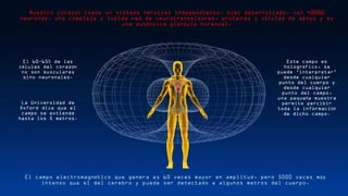 Nuestro coraz n tiene un sistema nervioso independiente, bien desarrollado, con 40000ó
neuronas, una compleja y tupida red de neurotransmisores, prote nas y c lulas de apoyo y esí é
una aut ntica gl ndula hormonal.é á
El campo electromagn tico que genera es 60 veces mayor en amplitud, pero 5000 veces m sé á
intenso que el del cerebro y puede ser detectado a algunos metros del cuerpo.
El 60-65% de las
c lulas del coraz né ó
no son musculares
sino neuronales.
La Universidad de
Oxford dice que el
campo se extiende
hasta los 5 metros.
Este campo es
hologr fico, seá
puede ‘interpretar’
desde cualquier
punto del cuerpo y
desde cualquier
punto del campo,
una peque a muestrañ
permite percibir
toda la informaci nó
de dicho campo.
 