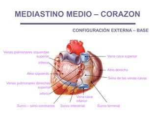 MEDIASTINO MEDIO – CORAZON
CONFIGURACIÓN EXTERNA – BASE
Atrio derecho
Atrio izquierdo
Surco interatrial
Venas pulmonares derechas
superior
inferior
Venas pulmonares izquierdas
superior
inferior
Vena cava superior
Seno de las venas cavas
Surco – seno coronarios
Vena cava
inferior
Surco terminal
 