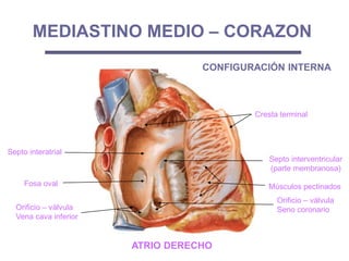 Fosa oval
Orificio – válvula
Seno coronario
Septo interventricular
(parte membranosa)
Cresta terminal
Orificio – válvula
Vena cava inferior
Septo interatrial
MEDIASTINO MEDIO – CORAZON
CONFIGURACIÓN INTERNA
ATRIO DERECHO
Músculos pectinados
 