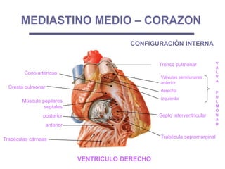 Trabéculas cárneas
Músculo papilares
septales
posterior
anterior
Tronco pulmonar
Cono arterioso
Válvulas semilunares
anterior
derecha
izquierda
V
A
L
V
A
P
U
L
M
O
N
A
R
MEDIASTINO MEDIO – CORAZON
Trabécula septomarginal
Septo interventricular
Cresta pulmonar
CONFIGURACIÓN INTERNA
VENTRICULO DERECHO
 