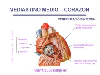 Septo interventricular
(parte muscular)
V
A
L
V
A
T
R
I
C
U
S
P
I
D
E
Cúspides
anterior
septal
posterior
MEDIASTINO MEDIO – CORAZON
Trabécula septomarginal
(banda moderadora)
Cuerdas tendineas o
tendinosas
CONFIGURACIÓN INTERNA
VENTRICULO DERECHO
 