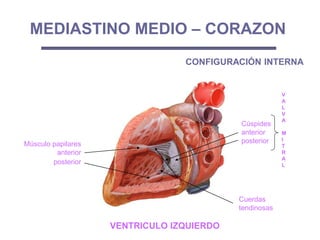 Músculo papilares
anterior
posterior
Cúspides
anterior
posterior
V
A
L
V
A
M
I
T
R
A
L
Cuerdas
tendinosas
MEDIASTINO MEDIO – CORAZON
CONFIGURACIÓN INTERNA
VENTRICULO IZQUIERDO
 