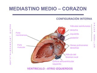Válvulas semilunares
derecha
izquierda
posterior
V
A
L
V
A
A
O
R
T
I
C
A
Válvula del
foramen oval
S
E
P
T
O
I
N
T
E
R
V
E
N
T
R
I
C
L
A
R
Parte
membranosa
Parte
muscular
MEDIASTINO MEDIO – CORAZON
VENTRICULO - ATRIO IZQUIERDOS
Orificio atrioventricular
izquierdo
CONFIGURACIÓN INTERNA
Venas pulmonares
derechas
 