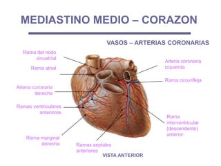 Rama marginal
derecha
Rama atrial
Rama del nodo
sinuatrial
Ramas septales
anteriores
Rama
interventricular
(descendente)
anterior
Rama circunfleja
Arteria coronaria
derecha
Arteria coronaria
izquierda
MEDIASTINO MEDIO – CORAZON
Ramas ventriculares
anteriores
VASOS – ARTERIAS CORONARIAS
VISTA ANTERIOR
 