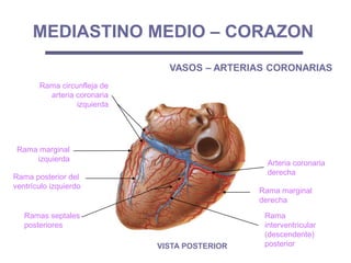 Rama marginal
izquierda
Ramas septales
posteriores
Rama
interventricular
(descendente)
posterior
Rama circunfleja de
arteria coronaria
izquierda
Arteria coronaria
derecha
MEDIASTINO MEDIO – CORAZON
VASOS – ARTERIAS CORONARIAS
Rama marginal
derecha
Rama posterior del
ventrículo izquierdo
VISTA POSTERIOR
 
