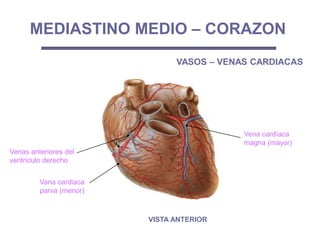 Venas anteriores del
ventrículo derecho
Vana cardiaca
parva (menor)
Vena cardíaca
magna (mayor)
MEDIASTINO MEDIO – CORAZON
VASOS – VENAS CARDIACAS
VISTA ANTERIOR
 