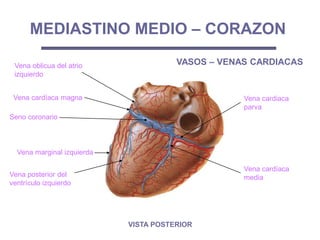 Seno coronario
Vena cardíaca magna
Vena oblicua del atrio
izquierdo
Vena posterior del
ventrículo izquierdo
Vena cardíaca
media
Vena cardiaca
parva
MEDIASTINO MEDIO – CORAZON
VISTA POSTERIOR
VASOS – VENAS CARDIACAS
Vena marginal izquierda
 