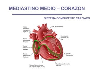MEDIASTINO MEDIO – CORAZON
SISTEMA CONDUCENTE CARDIACO
 