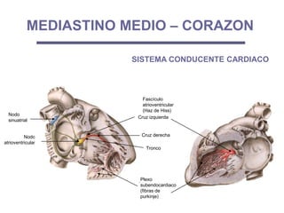 Fascículo
atrioventricular
(Haz de Hiss)
Nodo
sinuatrial
Nodo
atrioventricular
Plexo
subendocardiaco
(fibras de
purkinje)
Cruz derecha
MEDIASTINO MEDIO – CORAZON
SISTEMA CONDUCENTE CARDIACO
Cruz izquierda
Tronco
 
