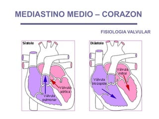 MEDIASTINO MEDIO – CORAZON
FISIOLOGIA VALVULAR
 