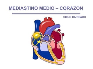 MEDIASTINO MEDIO – CORAZON
CICLO CARDIACO
 