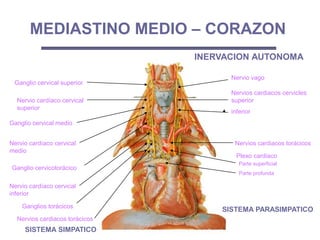 Nervio cardíaco cervical
superior
Nervio vago
Plexo cardiaco
Ganglio cervical superior
Ganglio cervicotorácico
Ganglios torácicos
Ganglio cervical medio
Nervios cardiacos torácicos
Nervio cardíaco cervical
inferior
MEDIASTINO MEDIO – CORAZON
Nervio cardíaco cervical
medio
Nervios cardiacos torácicos
Parte superficial
Parte profunda
Nervios cardiacos cervicles
superior
inferior
SISTEMA SIMPATICO
SISTEMA PARASIMPATICO
INERVACION AUTONOMA
 