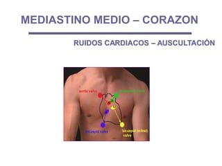 RUIDOS CARDIACOS – AUSCULTACIÓN
MEDIASTINO MEDIO – CORAZON
p
T
A
M
 