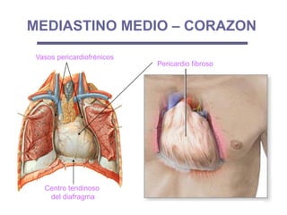 MEDIASTINO MEDIO – CORAZON
Pericardio fibroso
Centro tendinoso
del diafragma
Vasos pericardiofrénicos
 