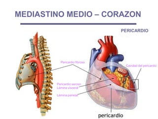 MEDIASTINO MEDIO – CORAZON
Pericardio fibroso
Pericardio seroso
Lámina visceral
Lámina parietal
Cavidad del pericardio
PERICARDIO
 