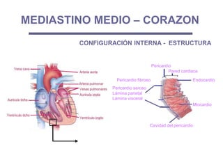 Miocardio
Pericardio fibroso
Pericardio seroso
Lámina parietal
Lámina visceral
Pared cardiaca
Pericardio
Endocardio
Cavidad del pericardio
MEDIASTINO MEDIO – CORAZON
CONFIGURACIÓN INTERNA - ESTRUCTURA
 