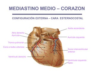 MEDIASTINO MEDIO – CORAZON
Aorta ascendente
Ventrículo izquierdo
Ápex
Surco interventricular
anterior
Cono o bulbo arterioso
Tronco pulmonar
Atrio derecho
Aurícula
Aurícula izquierda
Ventrículo derecho
CONFIGURACIÓN EXTERNA – CARA ESTERNOCOSTAL
 