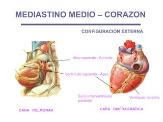 MEDIASTINO MEDIO – CORAZON
CONFIGURACIÓN EXTERNA
CARA PULMONAR CARA DIAFRAGMATICA
Ventrículo izquierdo - Ápex
Atrio izquierdo - Aurícula
Ventrículo derechoSurco interventricular
posterior
 