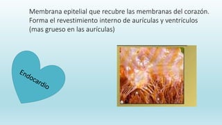 Membrana epitelial que recubre las membranas del corazón.
Forma el revestimiento interno de aurículas y ventrículos
(mas grueso en las aurículas)
 