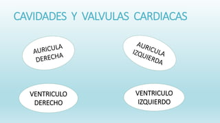 CAVIDADES Y VALVULAS CARDIACAS
VENTRICULO
DERECHO
VENTRICULO
IZQUIERDO
 