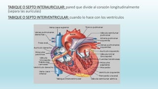 TABIQUE O SEPTO INTERAURICULAR: pared que divide al corazón longitudinalmente
(separa las aurículas)
TABIQUE O SEPTO INTERVENTRICULAR: cuando lo hace con los ventrículos
 