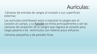 Aurículas:
Cámaras de entrada de sangre al corazón y sus superficies
externas
Las aurículas contribuyen poco a impulsar la sangre por el
corazón al cuerpo, y su función se limita principalmente a ser las
cámaras de recepción de la sangre que regresa al corazón para
luego pasarla a los ventrículos con relativo poco esfuerzo.
Cámaras pequeñas y de paredes finas
 