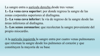 La sangre entra a aurícula derecha desde tres venas:
1.- La vena cava superior: por donde regresa la sangre de las
zonas corporales superiores al diafragma.
2.- La vena cava inferior: la vía de regreso de la sangre desde las
áreas inferiores al diafragma.
3.- Los senos coronarios: que recolectan la sangre proveniente del
propio miocardio.
A la aurícula izquierda la sangre entra por cuatro venas pulmonares
que retornan la sangre desde los pulmones al corazón y que
constituyen la mayoría de su base.
 