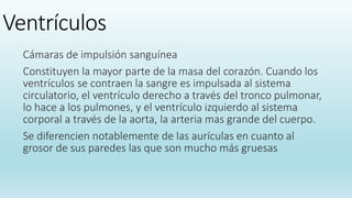 Ventrículos
Cámaras de impulsión sanguínea
Constituyen la mayor parte de la masa del corazón. Cuando los
ventrículos se contraen la sangre es impulsada al sistema
circulatorio, el ventrículo derecho a través del tronco pulmonar,
lo hace a los pulmones, y el ventrículo izquierdo al sistema
corporal a través de la aorta, la arteria mas grande del cuerpo.
Se diferencien notablemente de las aurículas en cuanto al
grosor de sus paredes las que son mucho más gruesas
 