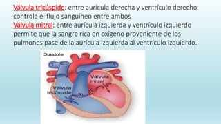 Válvula tricúspide: entre aurícula derecha y ventrículo derecho
controla el flujo sanguíneo entre ambos
Válvula mitral: entre aurícula izquierda y ventrículo izquierdo
permite que la sangre rica en oxígeno proveniente de los
pulmones pase de la aurícula izquierda al ventrículo izquierdo.
 
