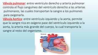 Válvula pulmonar: entre ventrículo derecho y arteria pulmonar
controla el flujo sanguíneo del ventrículo derecho a las arterias
pulmonares, las cuales transportan la sangre a los pulmones
para oxigenarla.
Válvula Aortica: entre ventrículo izquierdo y la aorta, permite
que la sangre rica en oxígeno pase del ventrículo izquierdo a la
aorta, la arteria más grande del cuerpo, la cual transporta la
sangre al resto del organismo.
 