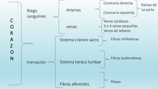 C
O
R
A
Z
O
N
Riego
sanguíneo
Inervación
Arterias
venas
Sistema cráneo sacro
Sistema toraco lumbar
Fibras aferentes
Coronaria derecha
Coronaria izquierda
Venas cardiacas
3 o 4 venas pequeñas
Venas de tebesio
Fibras inhibidoras
Fibras aceleradoras
Plexos
Ramas de
La aorta
 