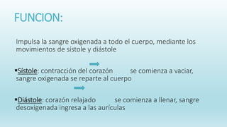 FUNCION:
Impulsa la sangre oxigenada a todo el cuerpo, mediante los
movimientos de sístole y diástole
Sístole: contracción del corazón se comienza a vaciar,
sangre oxigenada se reparte al cuerpo
Diástole: corazón relajado se comienza a llenar, sangre
desoxigenada ingresa a las aurículas
 