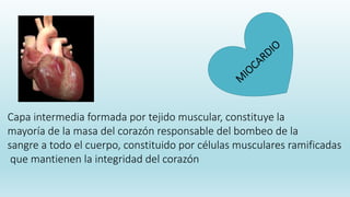 Capa intermedia formada por tejido muscular, constituye la
mayoría de la masa del corazón responsable del bombeo de la
sangre a todo el cuerpo, constituido por células musculares ramificadas
que mantienen la integridad del corazón
 