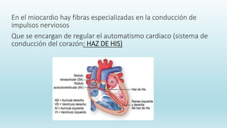 En el miocardio hay fibras especializadas en la conducción de
impulsos nerviosos
Que se encargan de regular el automatismo cardiaco (sistema de
conducción del corazón: HAZ DE HIS)
 