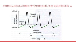 POTENCIALES EN LAS FIBRAS AUTOMÁTICAS DEL NODO SINOAURICULAR 29
 