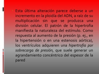  Esta última alteración parece deberse a un
incremento en la ploidía del ADN, a raíz de su
multiplicación sin que se produzca una
división celular. El patrón de la hipertrofia
manifiesta la naturaleza del estímulo. Como
respuesta al aumento de la presión (p. ej., en
la hipertensión o en una estenosis aórtica),
los ventrículos adquieren una hipertrofia por
sobrecarga de presión, que suele generar un
agrandamiento concéntrico del espesor de la
pared
 