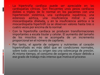  La hipertrofia cardíaca puede ser apreciable en las
cardiopatías clínicas. Son frecuentes unos pesos cardíacos
dobles o triples de lo normal en los pacientes con una
hipertensión sistémica, una cardiopatía isquémica, una
estenosis aórtica, una insuficiencia mitral o una
miocardiopatía dilatada, y en la insuficiencia aórtica o la
miocardiopatía hipertrófi ca se observan valores hasta tres o
cuatro veces por encima de lo normal.
 Con la hipertrofia cardíaca se producen transformaciones
importantes a escala tisular y celular. El aumento del tamaño
de los miocitos no se acompaña de un incremento
proporcional en el número de capilares.
 Por tanto, el aporte de oxígeno y nutrientes al corazón
hipertrofiado es más débil que en condiciones normales,
sobre todo cuando su origen sea una sobrecarga de presión.
Al mismo tiempo, el consumo de oxígeno es mayor debido a
ese grado de trabajo más intenso que motiva el proceso
 