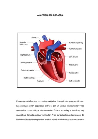 ANATOMÍA DEL CORAZÓN
El corazón está formado por cuatro cavidades, dos aurículas y dos ventrículos.
Las aurículas están separadas entre sí por un tabique interauricular y los
ventrículos, por un tabique interventricular. Entre la aurícula y el ventrículo hay
una válvula llamada auriculoventricular. A las aurículas llegan las venas y de
los ventrículos salen las grandes arterias. Entre el ventrículo y su salida arterial
 