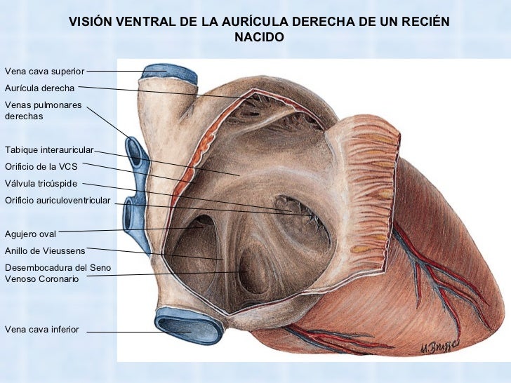 Corazón y grandes vasos