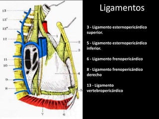 Ligamentos
3 - Ligamento esternopericárdico
superior.

5 - Ligamento esternopericárdico
inferior.
6 - Ligamento frenopericárdico
8 - Ligamento frenopericárdico
derecho
13 - Ligamento
vertebropericárdico

 